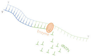 Enzymatic-DNA-synthesis-step-3