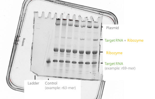 Figure 9. Exemplary SDS PAGE of 13C15N-labelled r69mer target RNA, plasmid, and ribozyme.